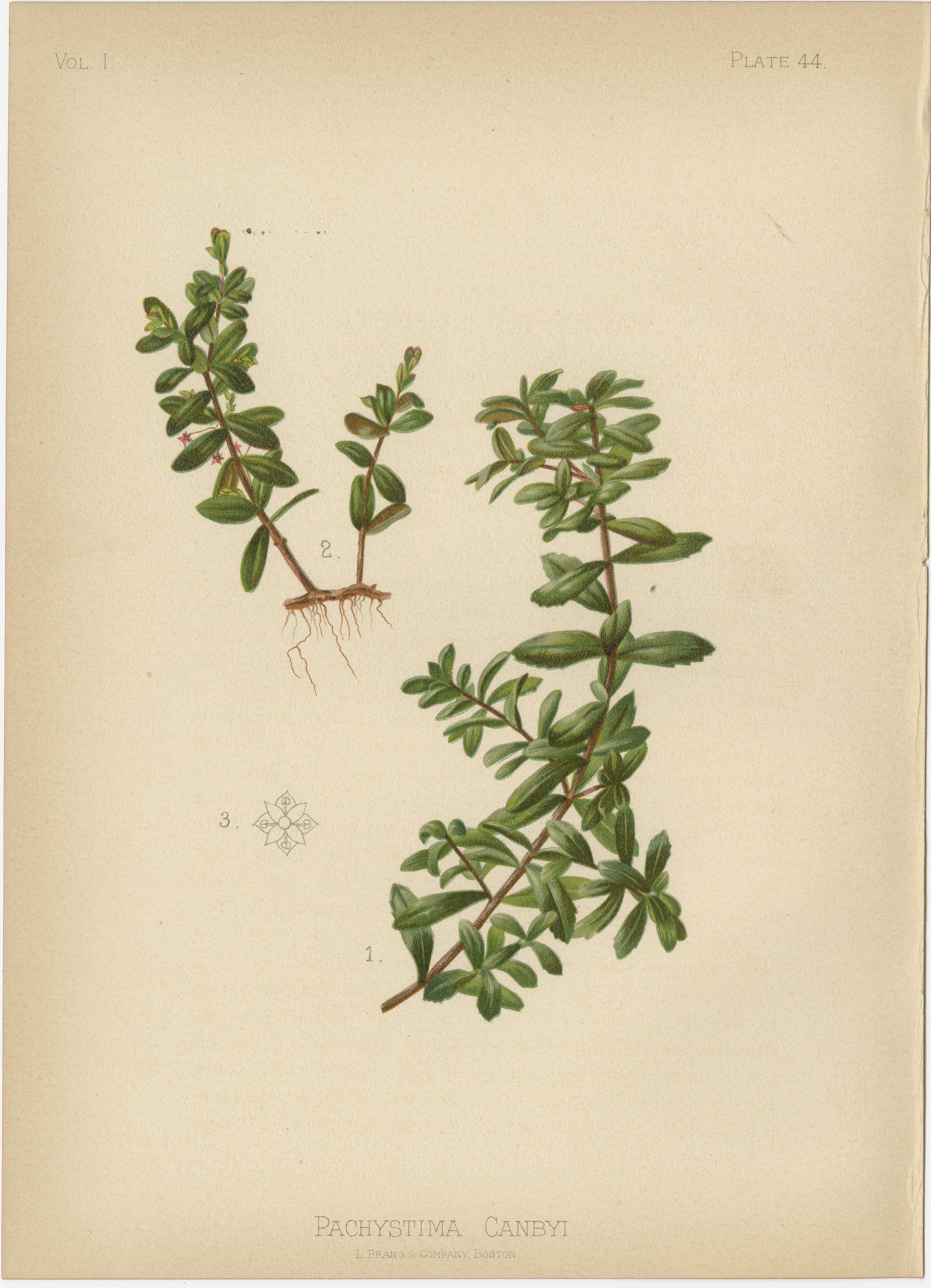 Late 19th Century Harmony in Flora: Thalictrum Dioicum and Pachystima Canbyi Side by Side, 1879