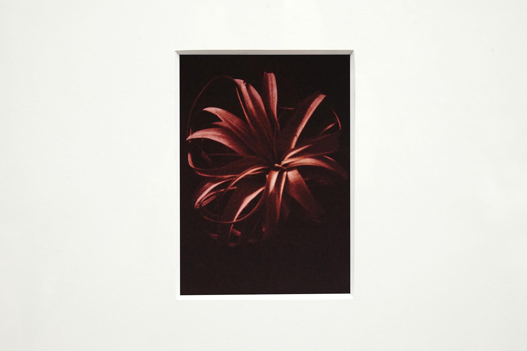 Papier Harmony dévoilée : la collection de quatre photographies captivantes de David Urbano en vente