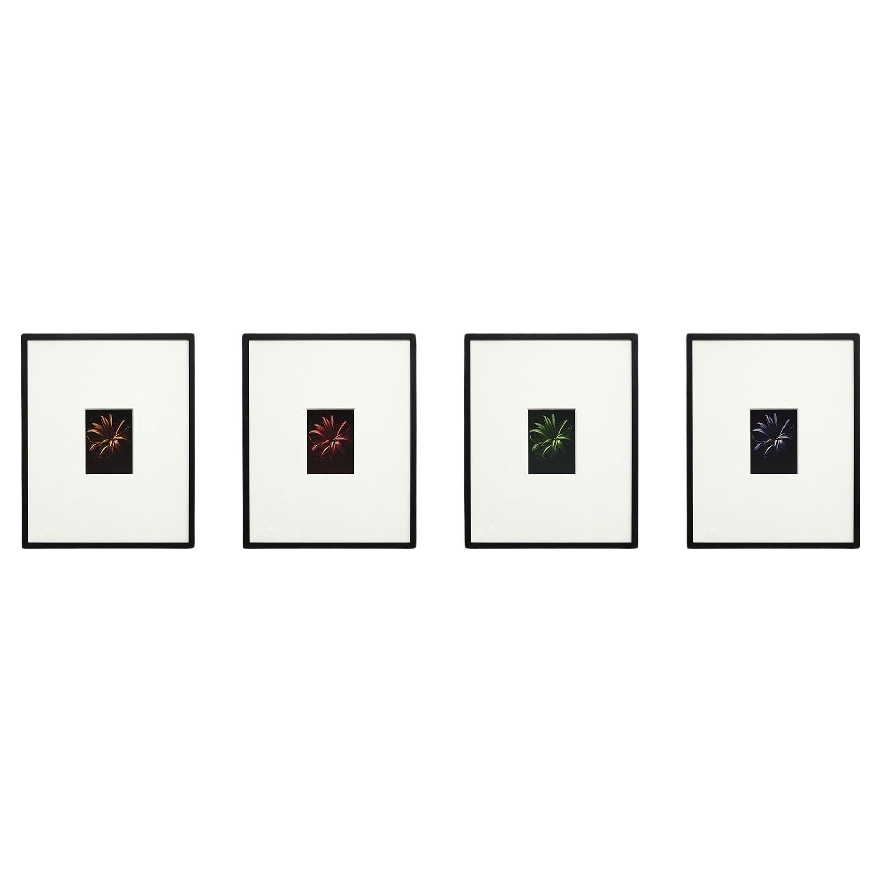 Harmony dévoilée : la collection de quatre photographies captivantes de David Urbano en vente