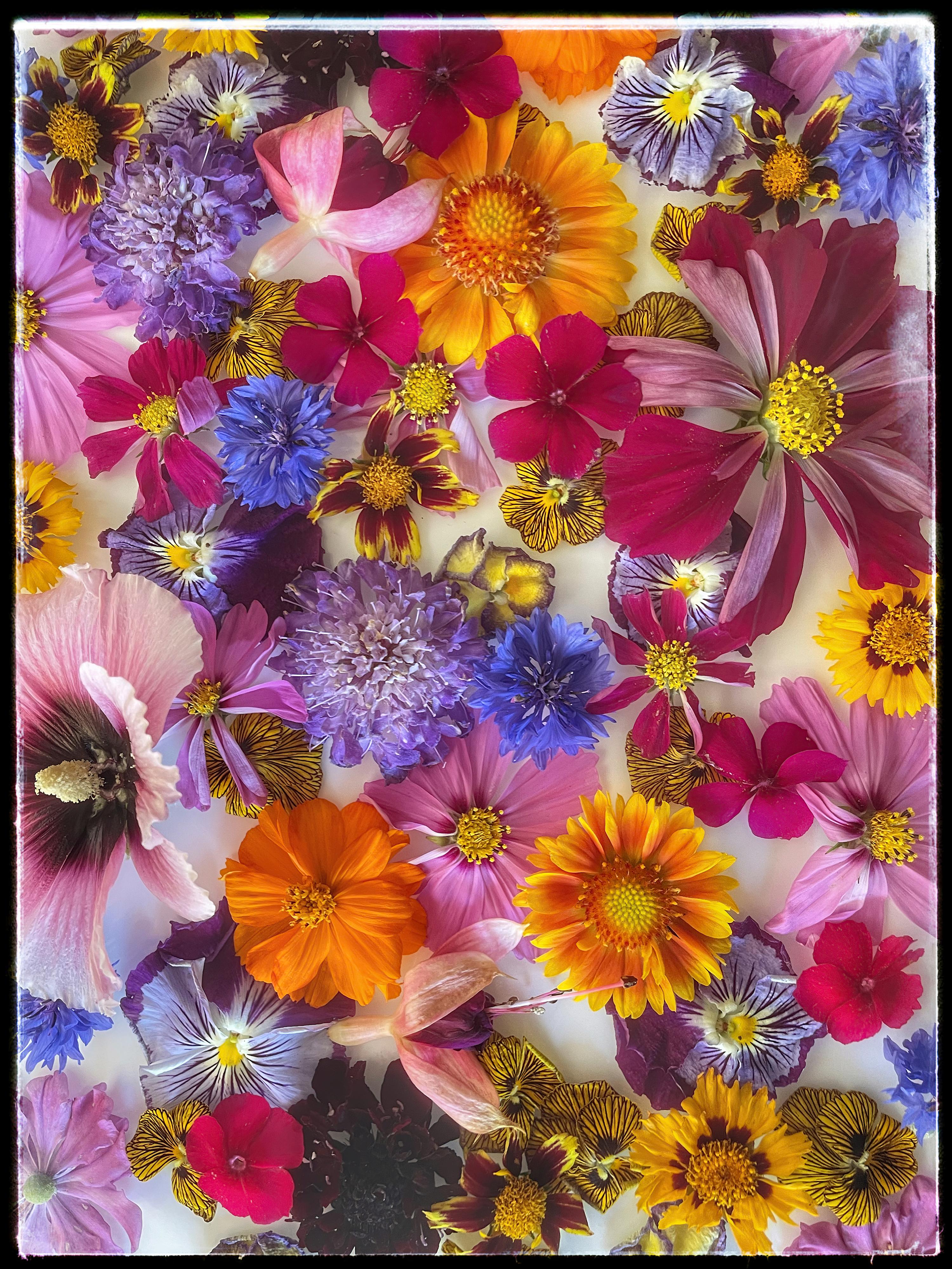 Harold Davis Color Photograph - Floral Blossoms