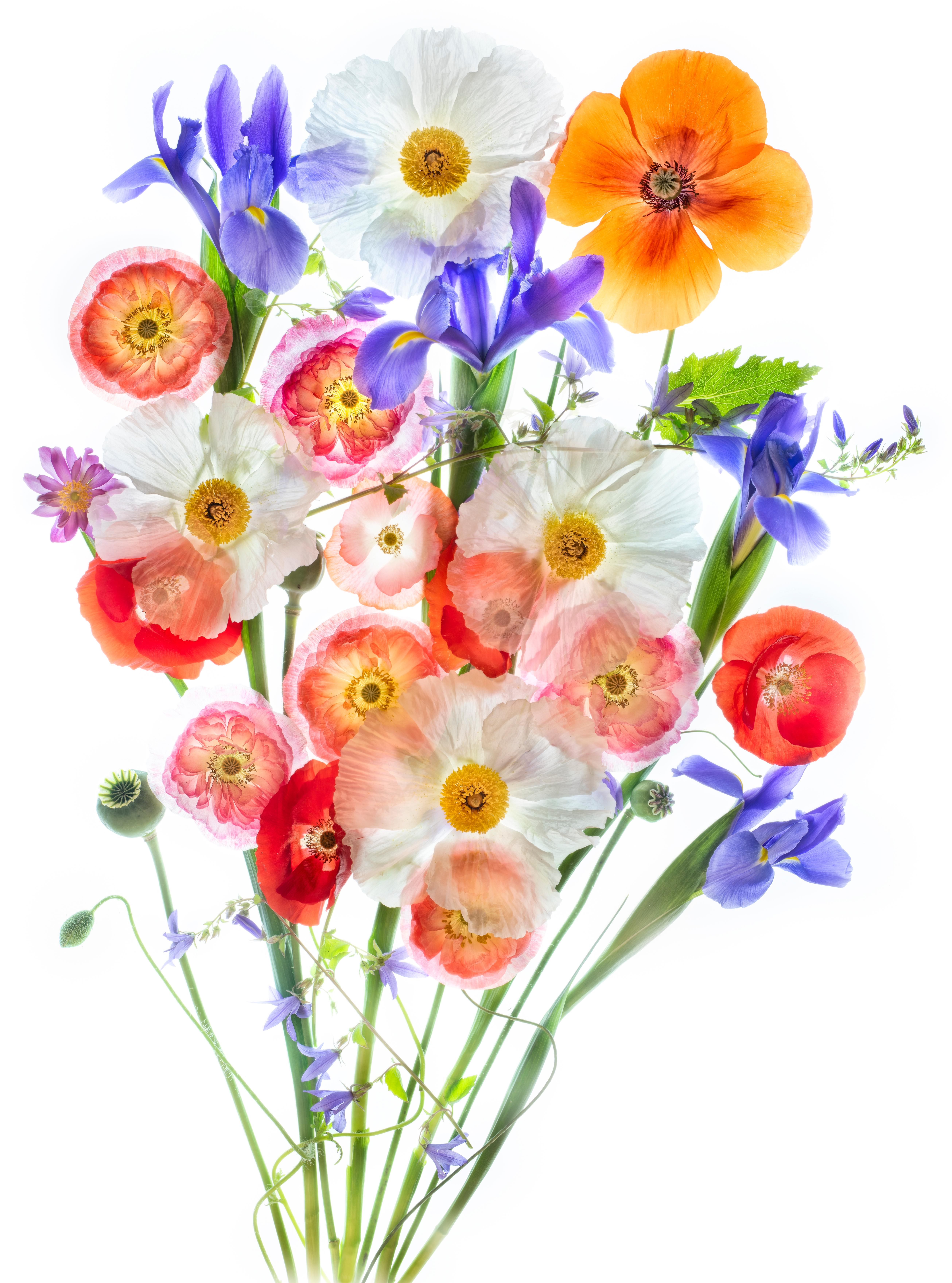 Harold Davis Color Photograph - Let Poppies Reign Forever
