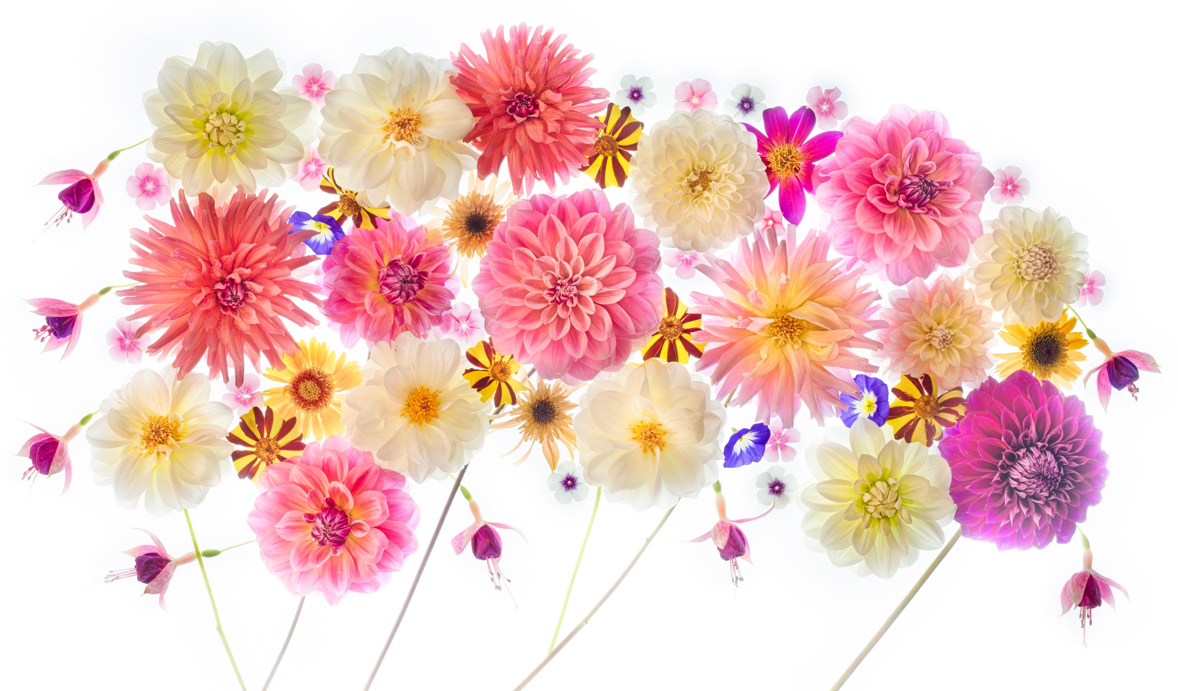Color Photograph Harold Davis - Melody avec Dahlia