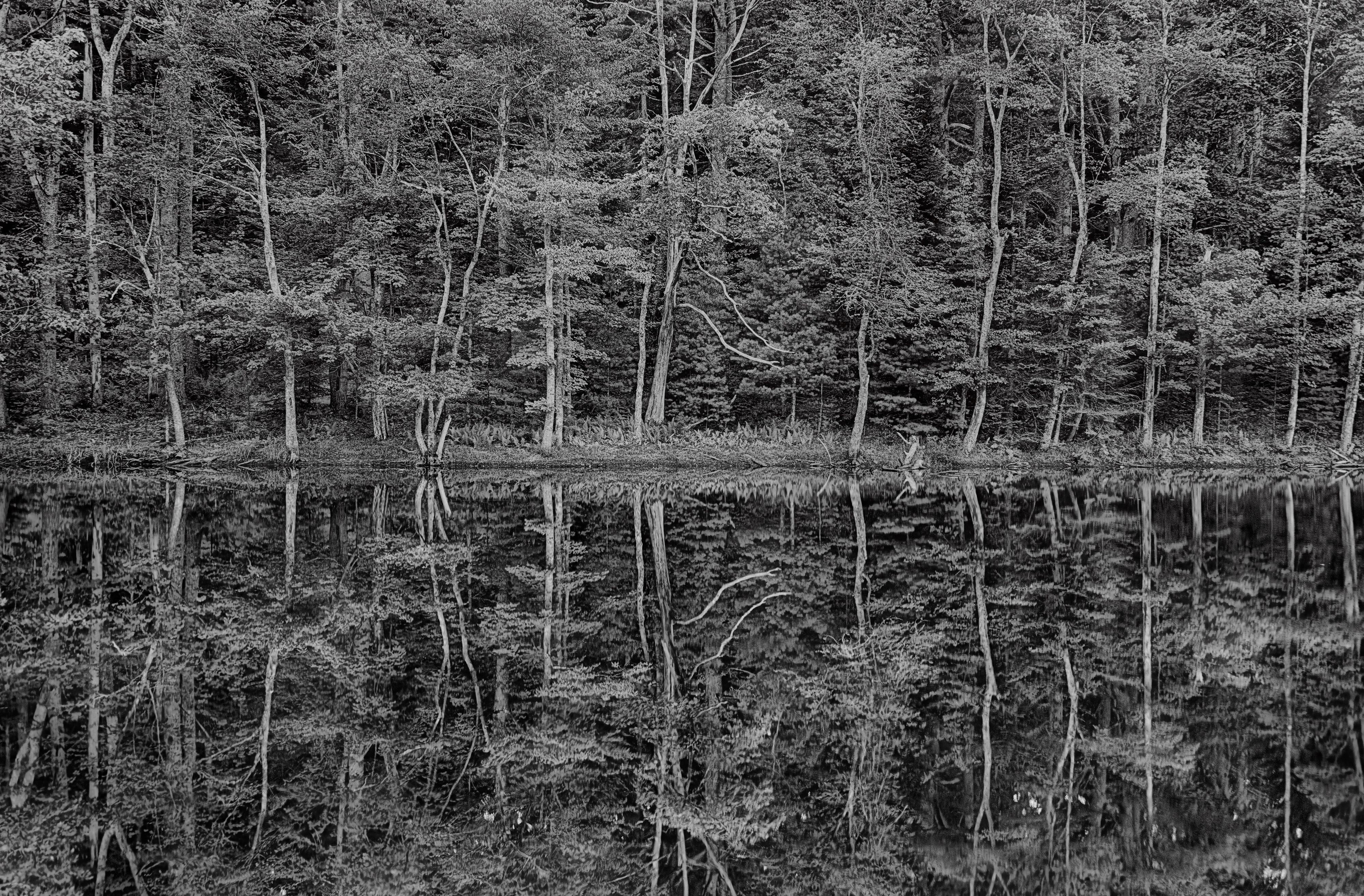 Harold Davis Landscape Photograph - Reflections in the Maine Woods