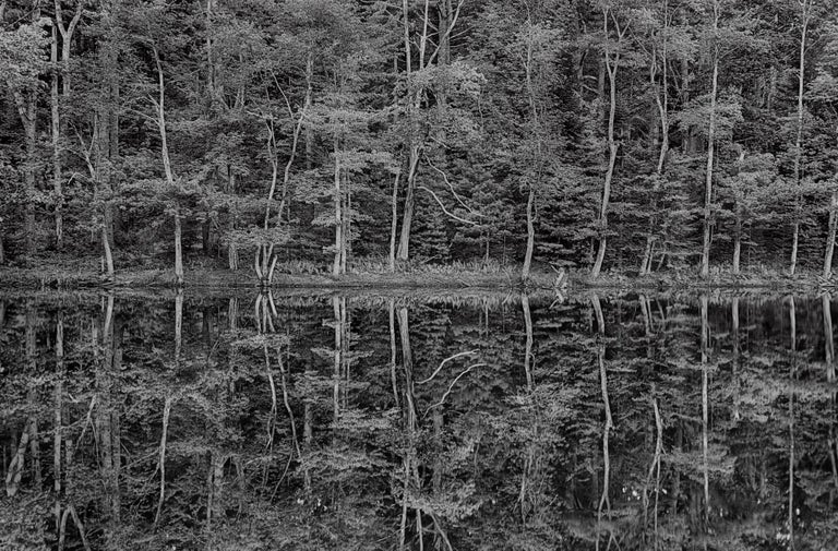 Harold Davis Reflections in the Maine Woods For Sale at 1stDibs