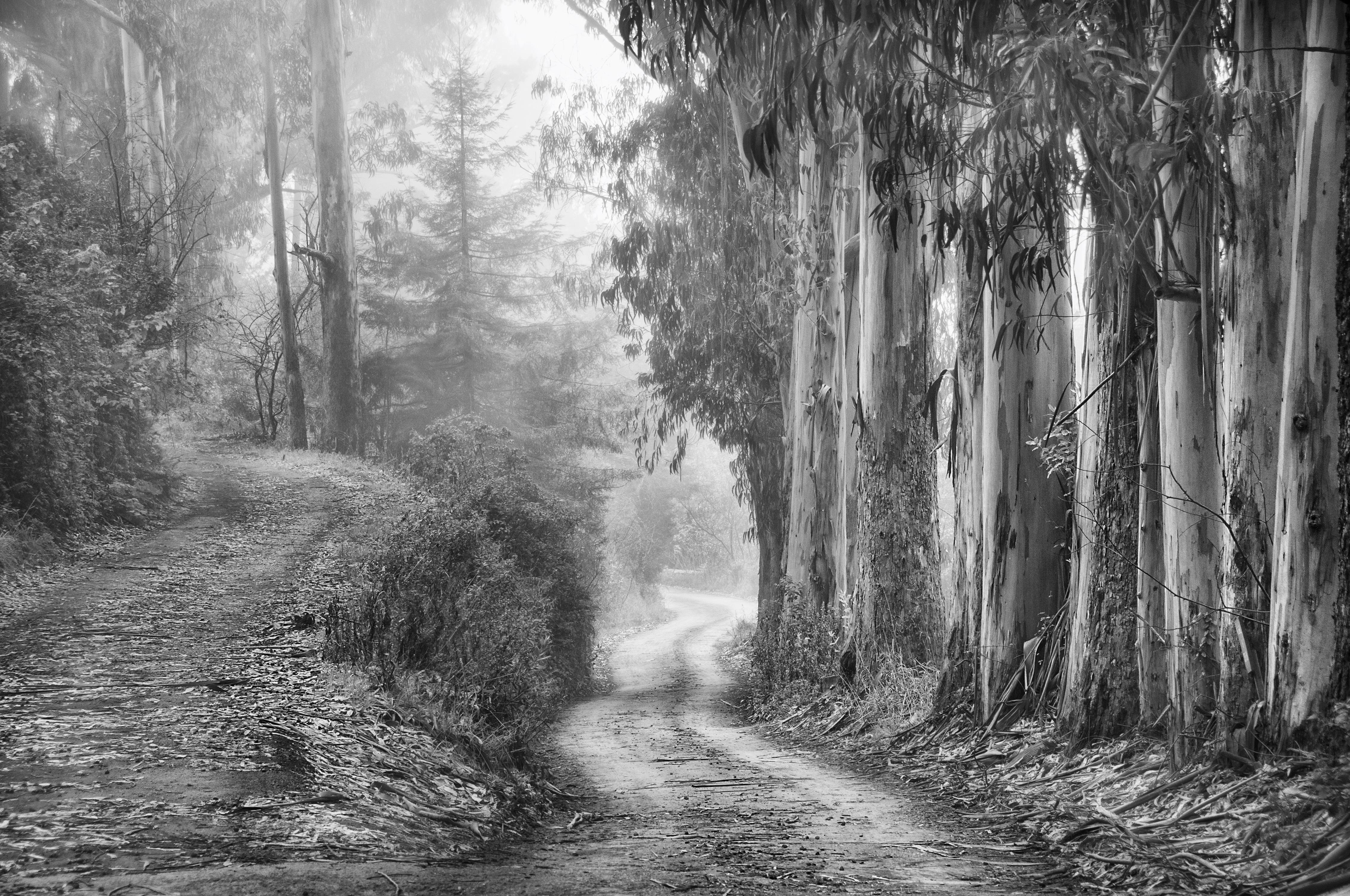 Harold Davis Black and White Photograph - Road Less Traveled