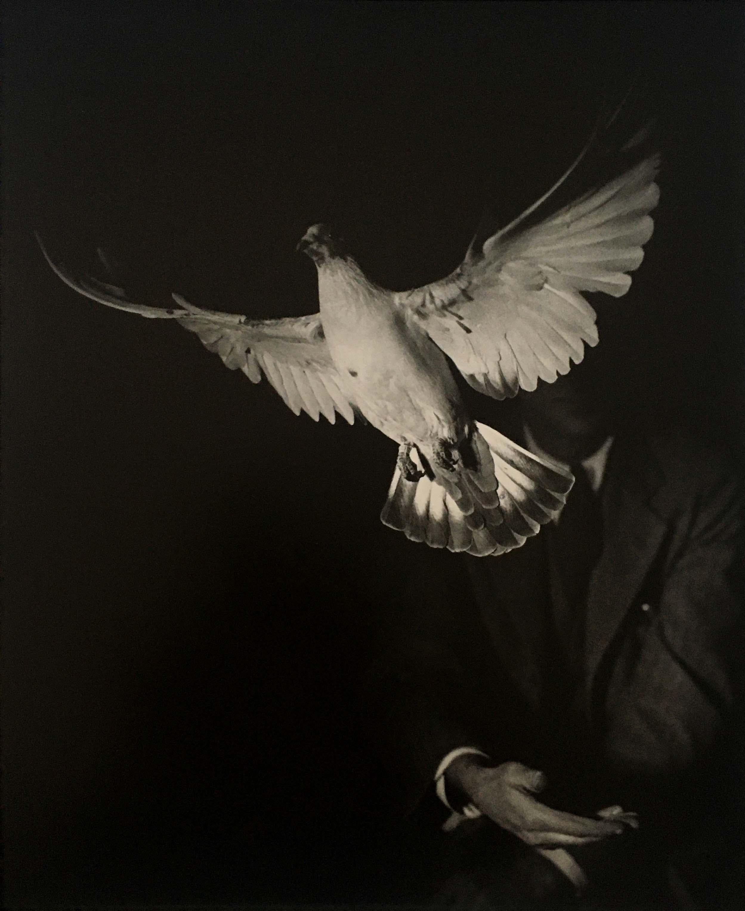 Harold Edgerton Figurative Photograph - Dove in Flight