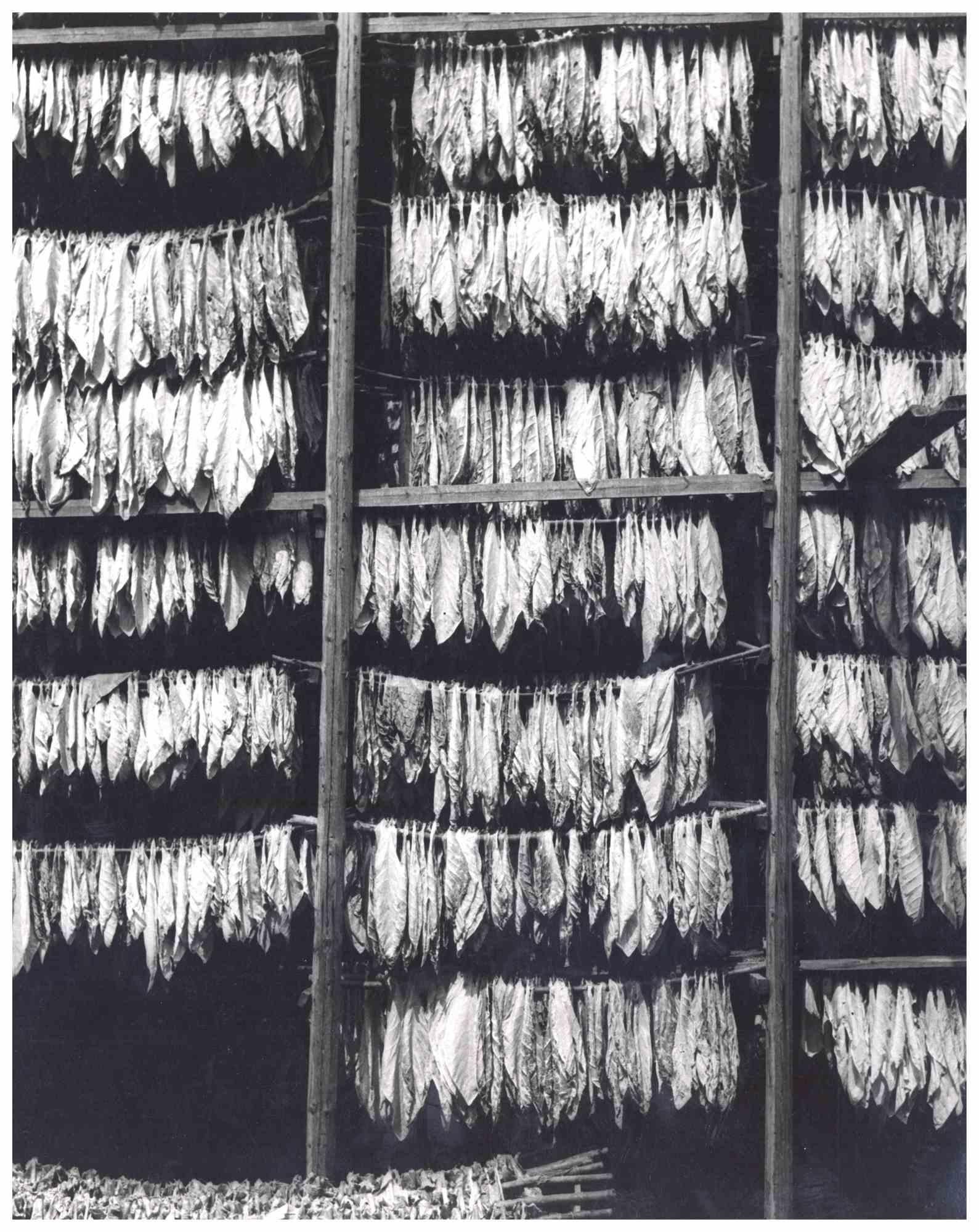 Harold Miller Null Black and White Photograph - Tobacco Leaves by Miller Null -  Photograph - 1950s