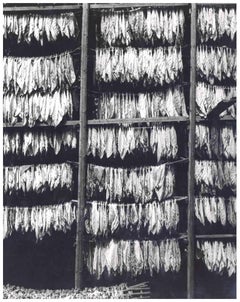 Tabakblätter von Miller Null –  Fotografie – 1950er Jahre