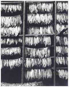 Foglie di tabacco di A. Miller -  Fotografia - Anni '50