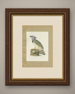 Harpy Eagle, Brazilian Bird Print, Descourtilz, 1944