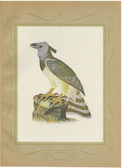 Harpy Eagle, Brazilian Bird Print, Descourtilz, 1944