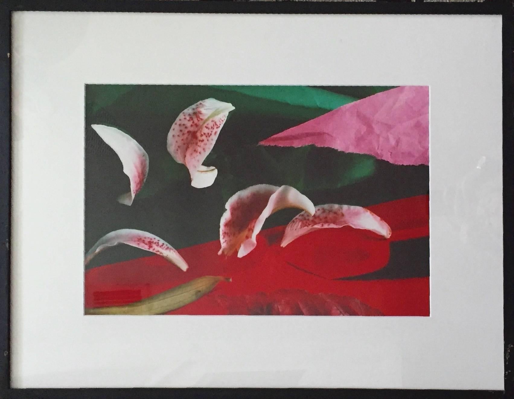 Celebration Series - Untitled