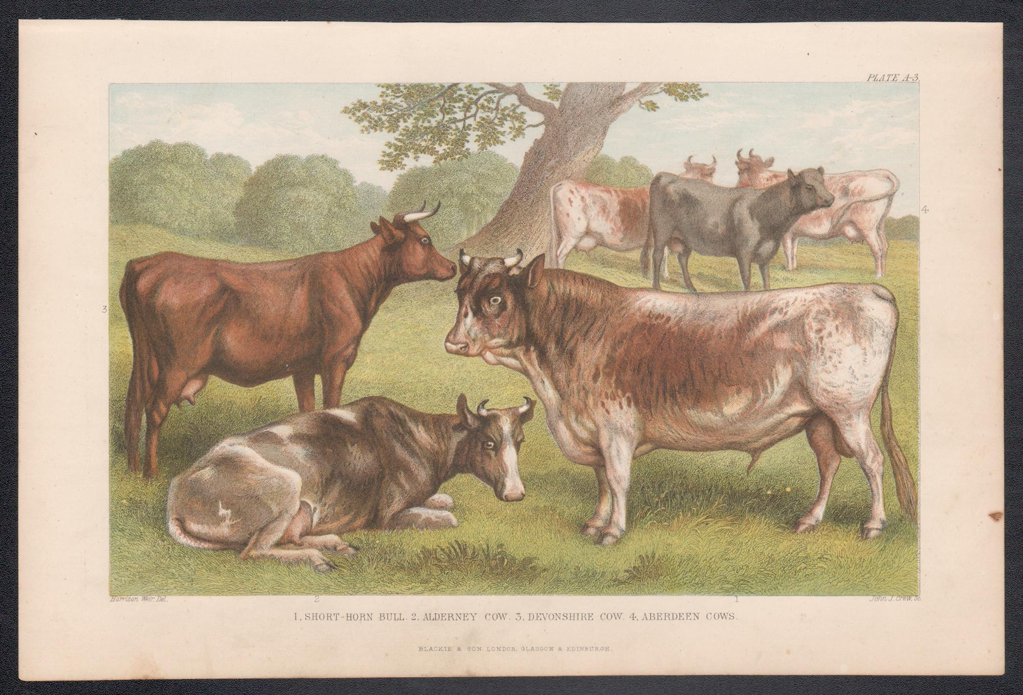Bestiame, stampa antica inglese su animali, 1879 - Print di Harrison Weir