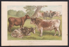 Cattle, English antique animal engraving print, 1879
