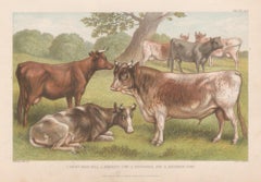 Cattle, English antique animal engraving print, 1879