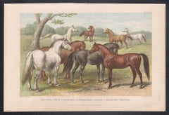 Horses, English antique animal engraving print, 1879