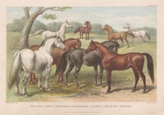 Horses, English Antique animal engraving print, 1879
