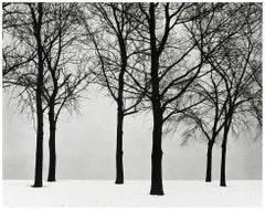 Chicago (Trees at Lake Shore)
