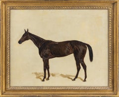 A Dark Bay racehorse