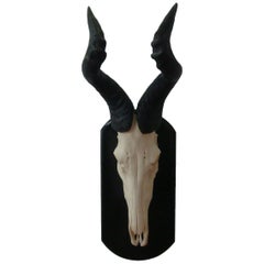 Hartebeest Horns Taxidermy