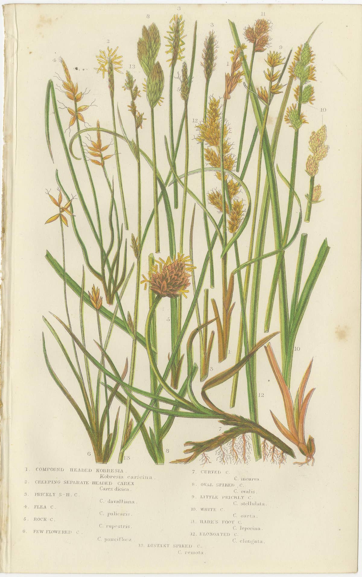 Hart’s Tongue and Scaly Spleenwort Ferns, Hand-Colored Botanical Prints, 1873