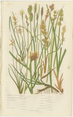 Hart’s Tongue and Scaly Spleenwort Ferns, Hand-Colored Botanical Prints, 1873