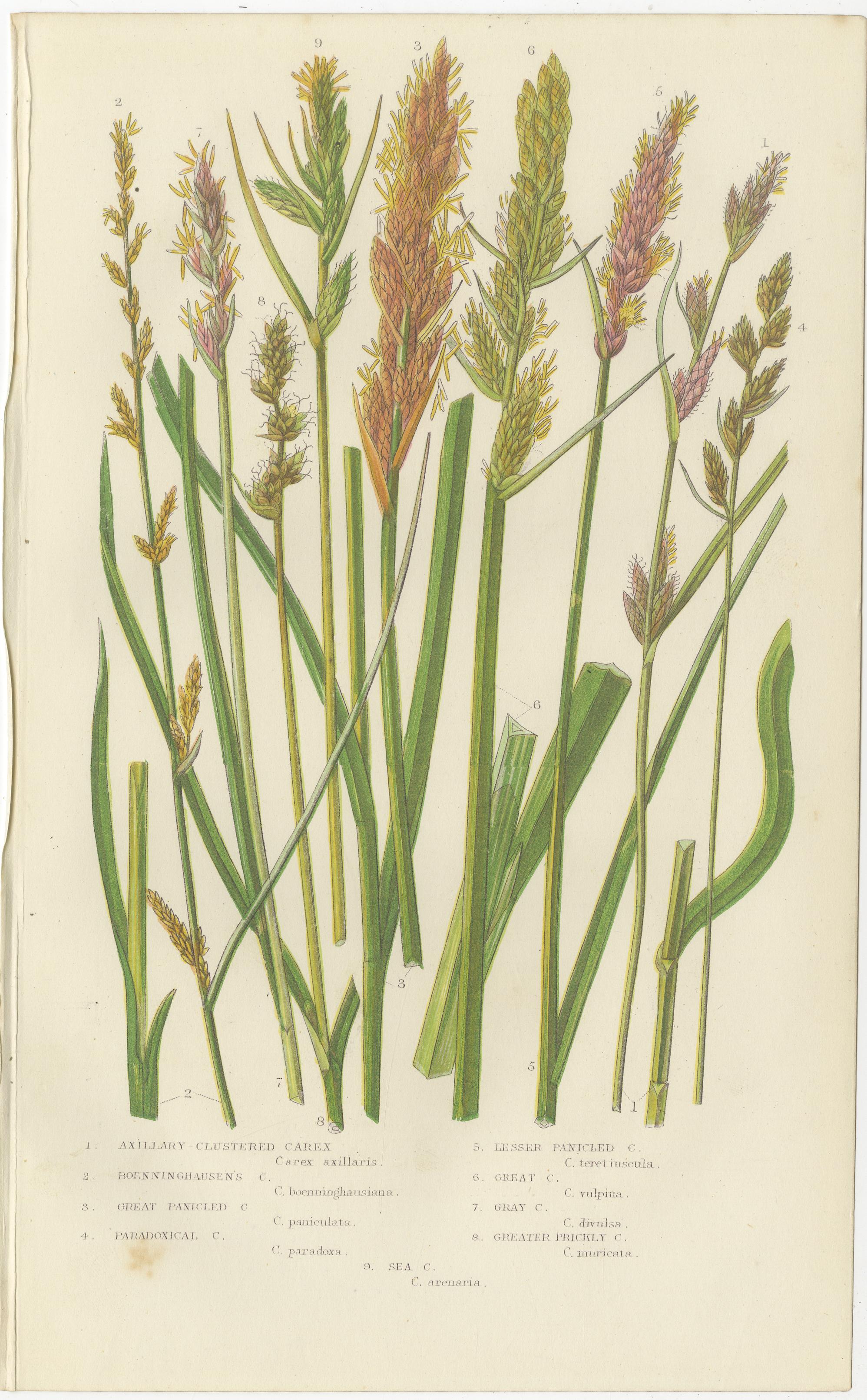 Hart’s Tongue and Scaly Spleenwort Ferns, Hand-Colored Botanical Prints, 1873