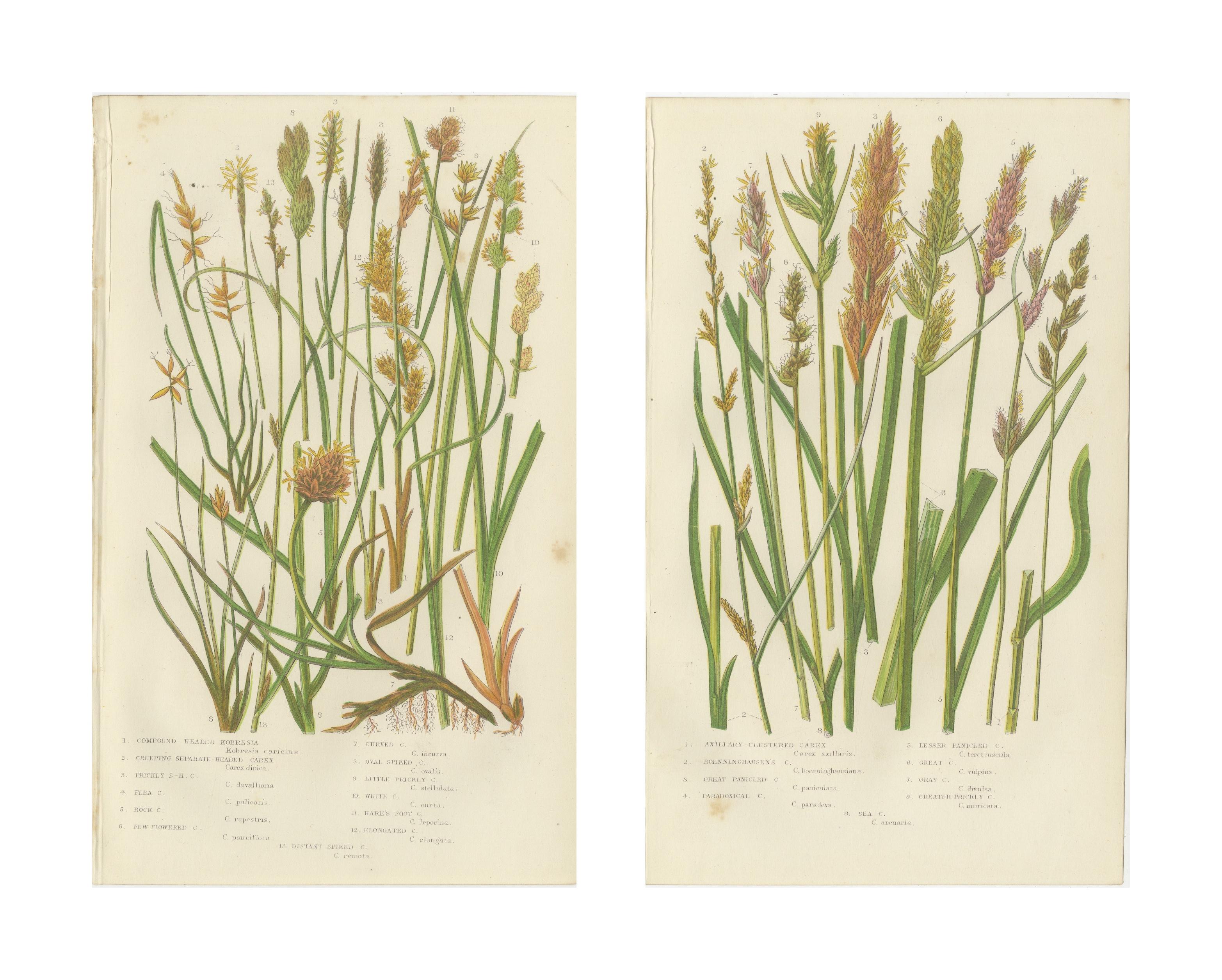 Hart’s Tongue and Scaly Spleenwort Ferns, Hand-Colored Botanical Prints, 1873