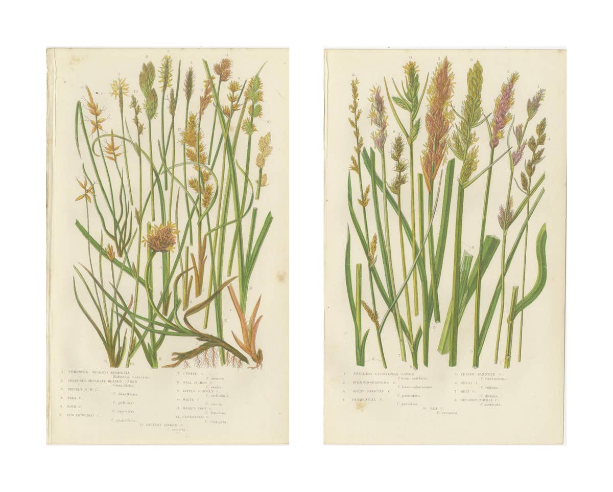 Hart’s Tongue and Scaly Spleenwort Ferns, Hand-Colored Botanical Prints, 1873