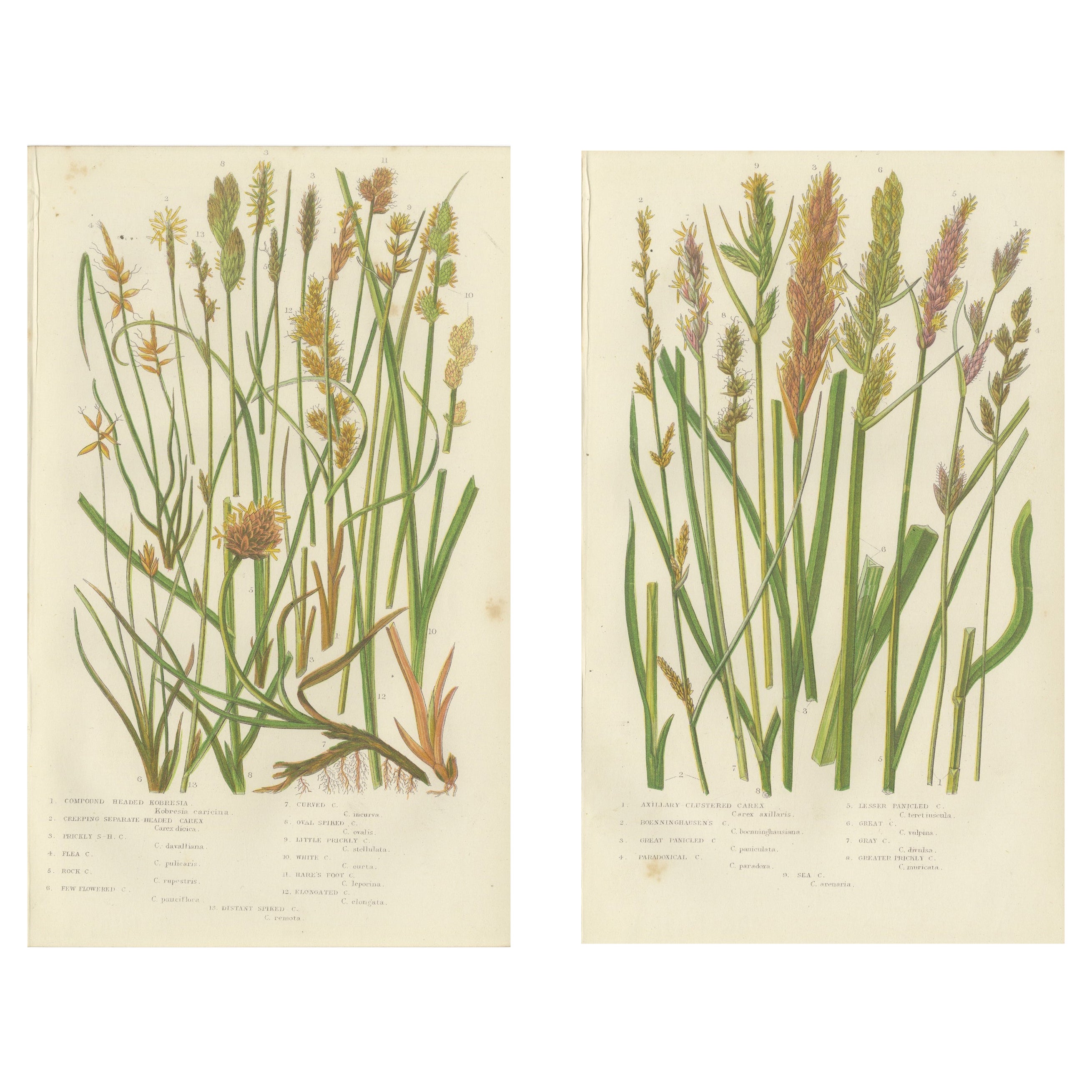 Hart’s Tongue and Scaly Spleenwort Ferns, Hand-Colored Botanical Prints, 1873