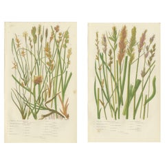 Hart’s Tongue and Scaly Spleenwort Ferns, Hand-Colored Botanical Prints, 1873