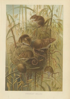 Harvest Mouse – Antique Natural History Chromolithograph, 1894