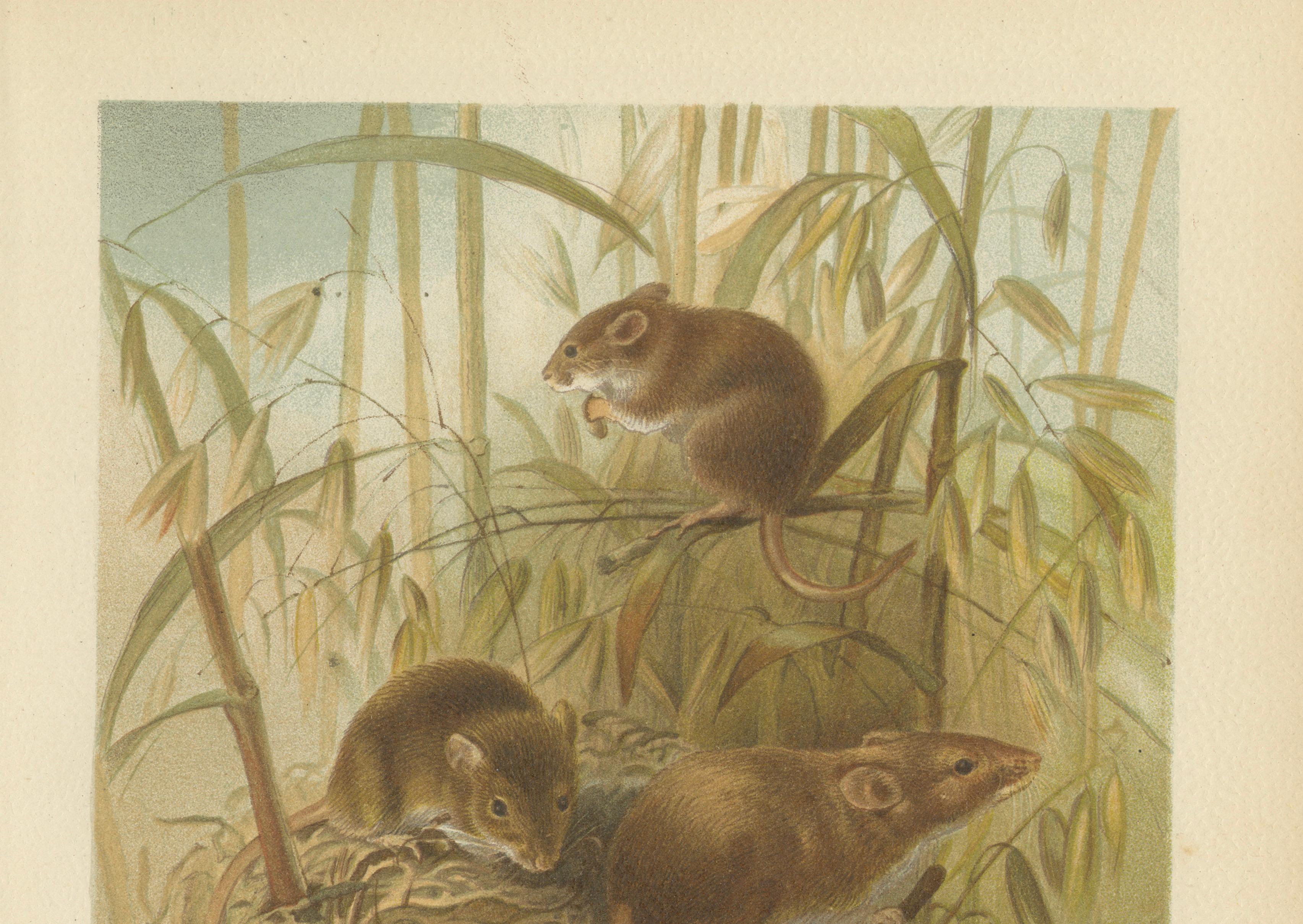 Harvest Mouse – Antique Natural History Chromolithograph, 1894