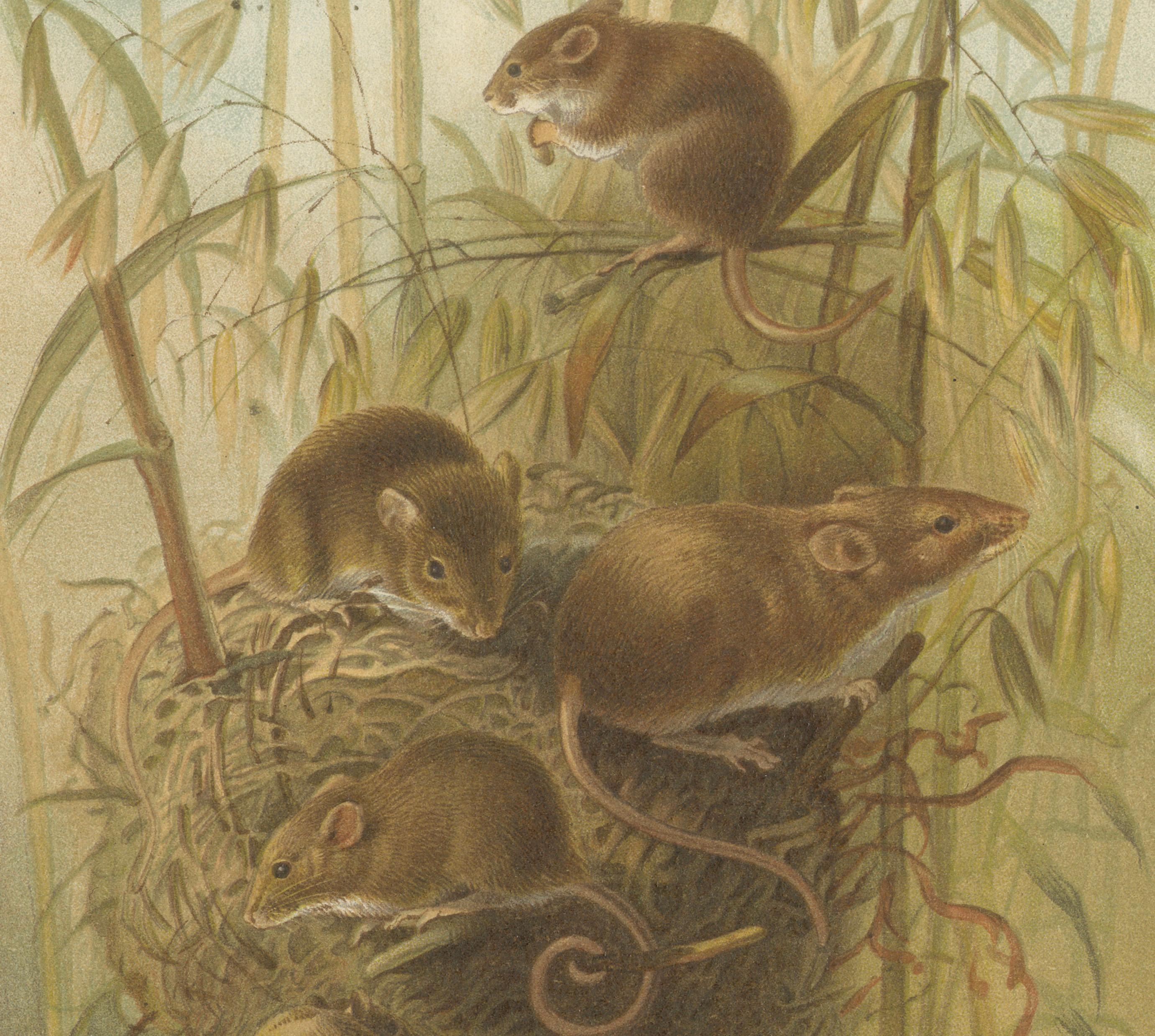 Harvest Mouse – Antique Natural History Chromolithograph, 1894