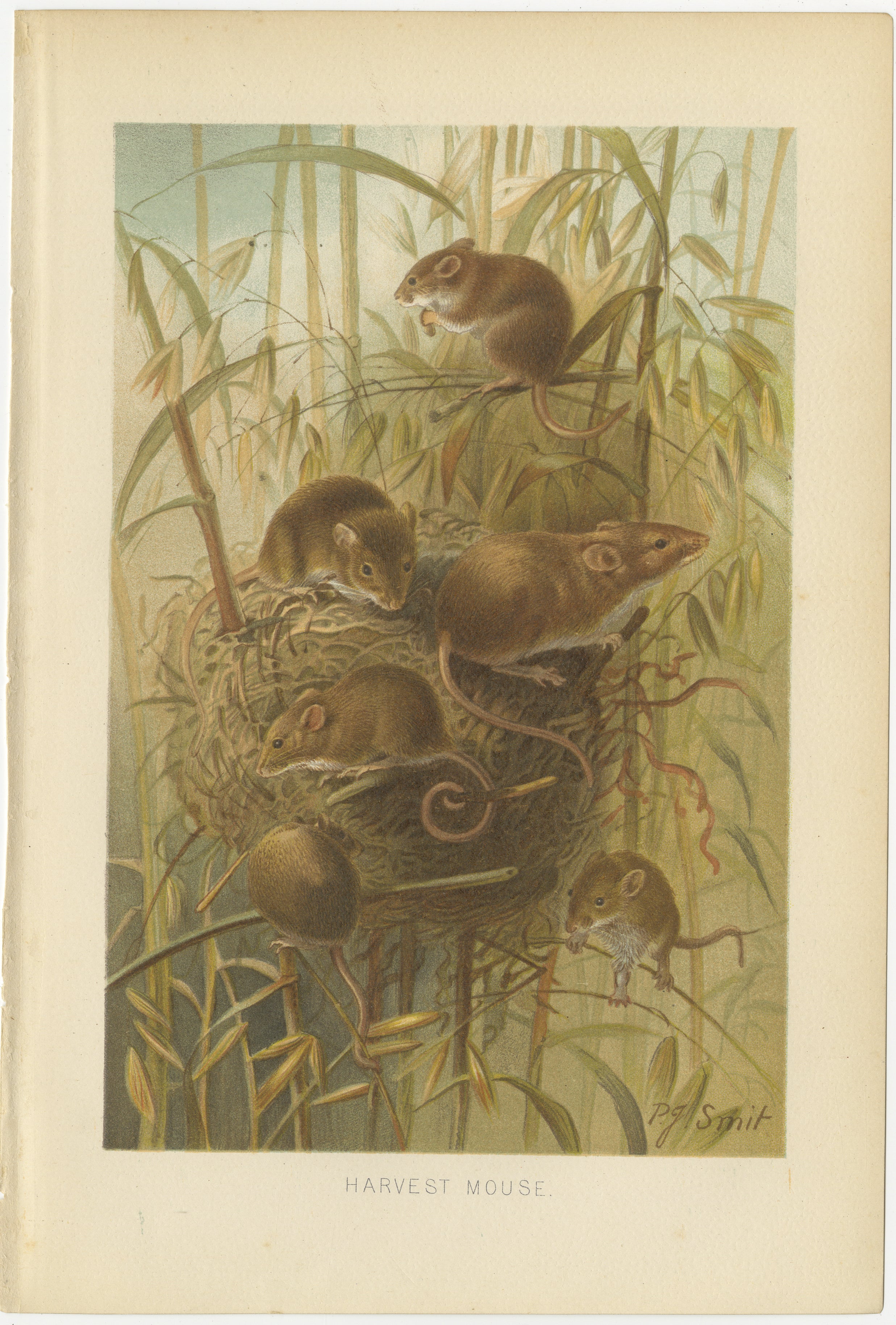 Harvest Mouse – Antique Natural History Chromolithograph, 1894 For Sale