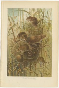 Harvest Mouse – Antique Natural History Chromolithograph, 1894