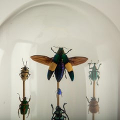 Hasharat, Totems III: Composizione entomologica in una cupola di vetro del XIX secolo