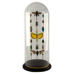 Hasharat, Totems III: Entomological Composition in a 19th-Century Glass Dome