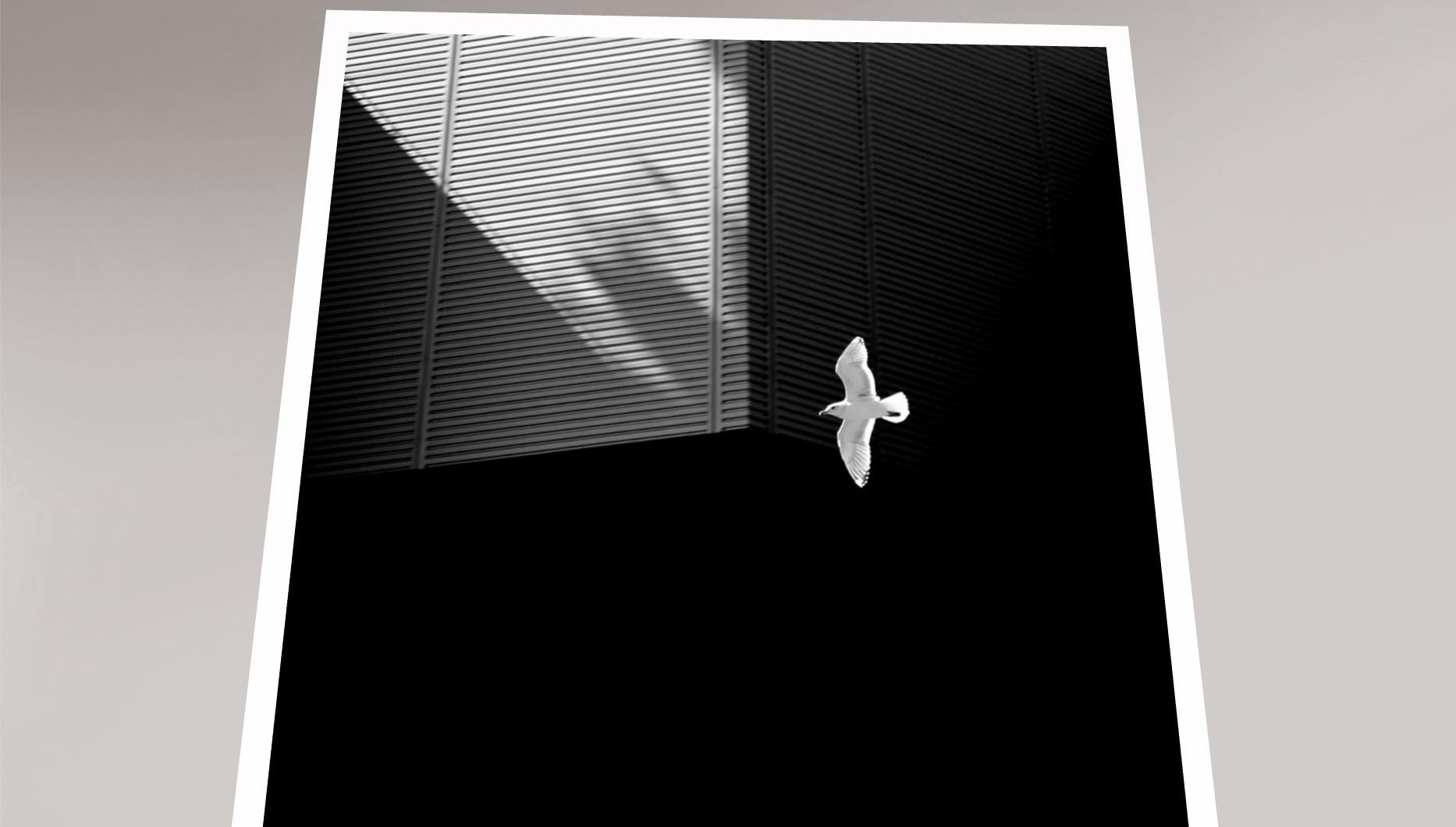 „Seagull“ Einfache Serie, Giclee-Druck, Minimalismus, Fotografie, limitierte Auflage – Photograph von Hatice Besun