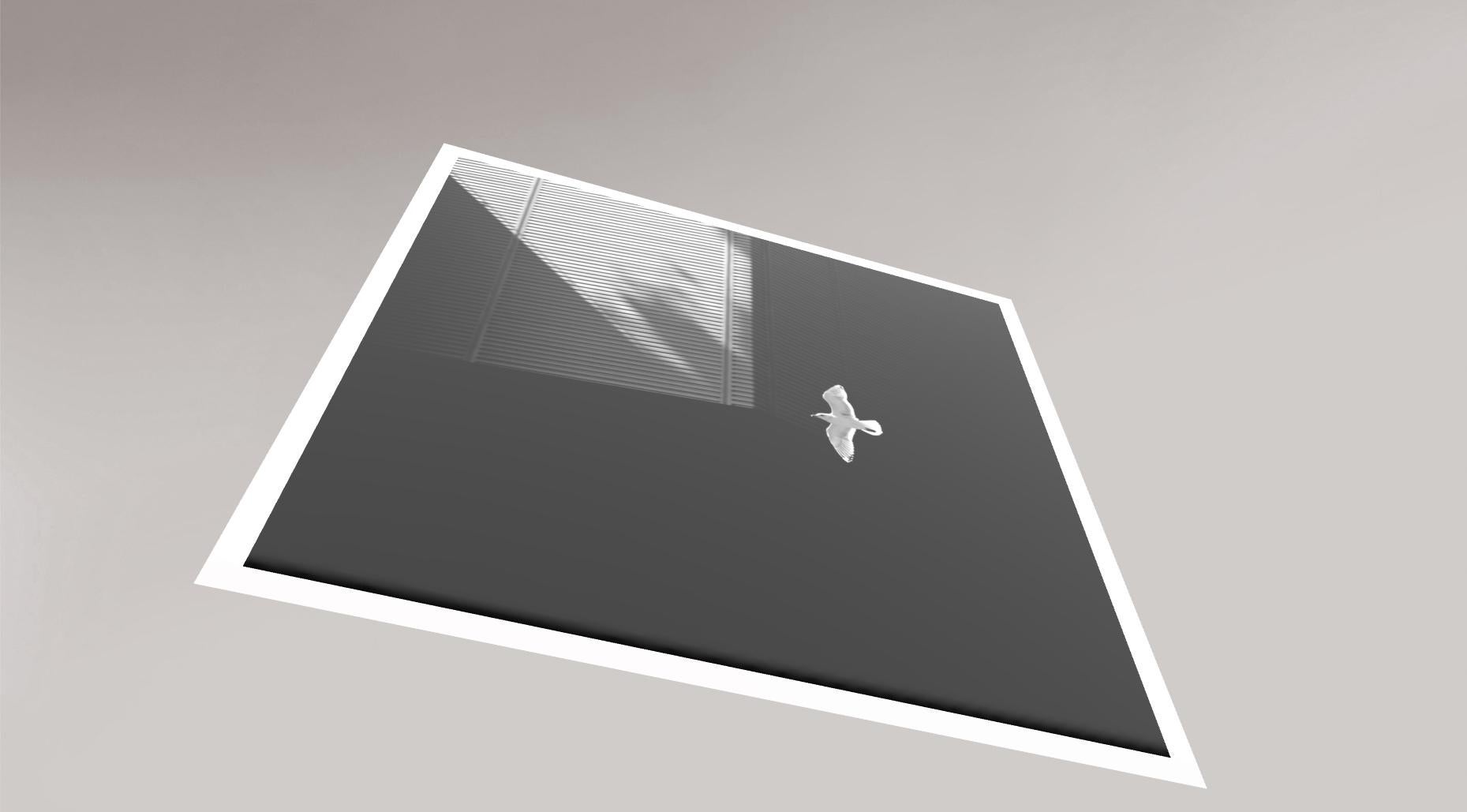 „Seagull“ Einfache Serie, Giclee-Druck, Minimalismus, Fotografie, limitierte Auflage (Minimalistisch), Photograph, von Hatice Besun