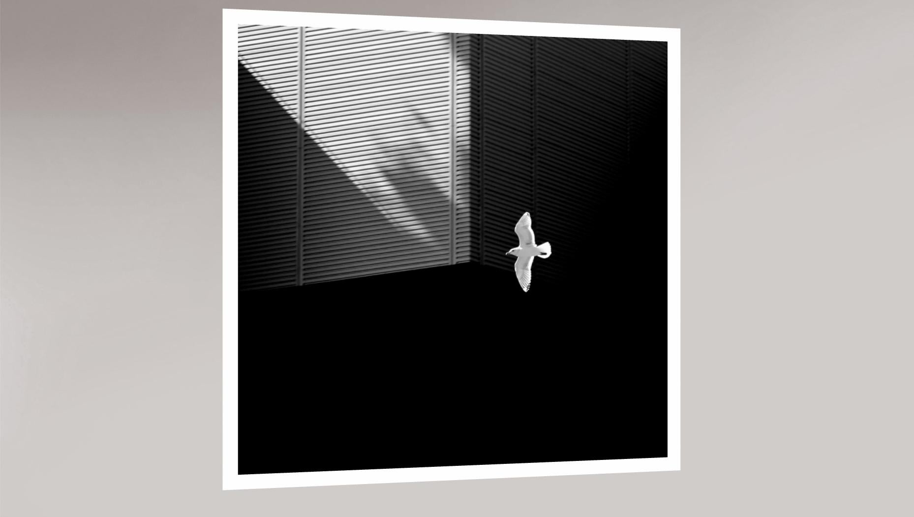 „Seagull“ Einfache Serie, Giclee-Druck, Minimalismus, Fotografie, limitierte Auflage (Schwarz), Black and White Photograph, von Hatice Besun