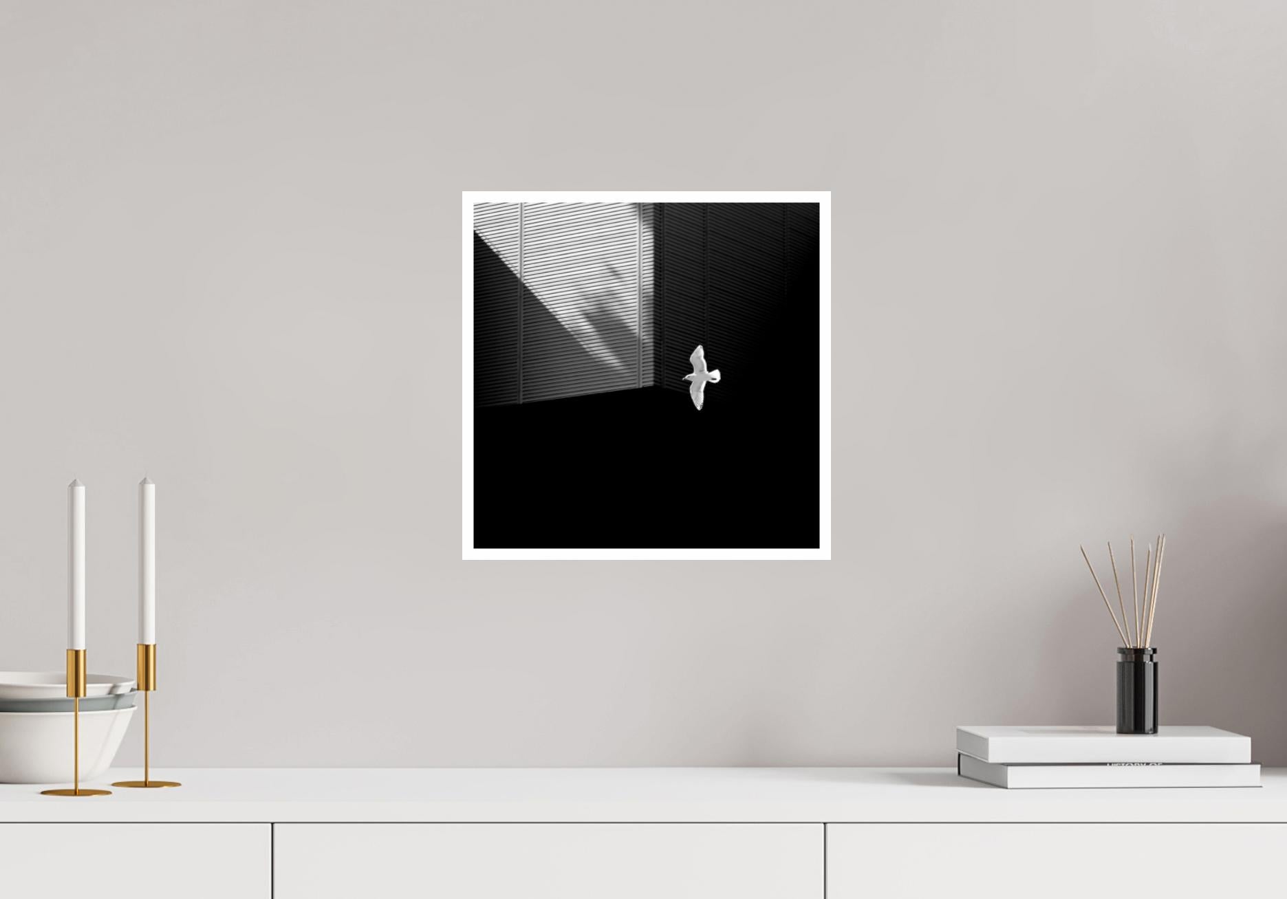 „Seagull“ Einfache Serie, Giclee-Druck, Minimalismus, Fotografie, limitierte Auflage im Angebot 1