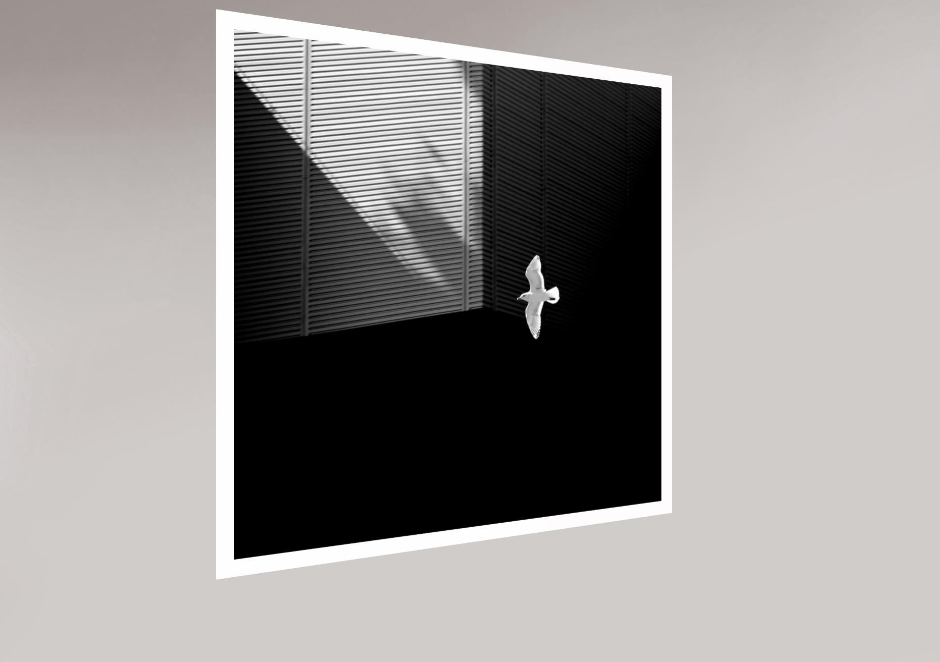 „Seagull“ Einfache Serie, Giclee-Druck, Minimalismus, Fotografie, limitierte Auflage im Angebot 2
