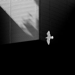 "Seagull" Simple Series, Giclee Print, Minimalism, Photograph, Limited Edition