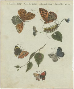 Hawk-Moths and Butterflies: Hand-Colored Engravings, Published in 1805