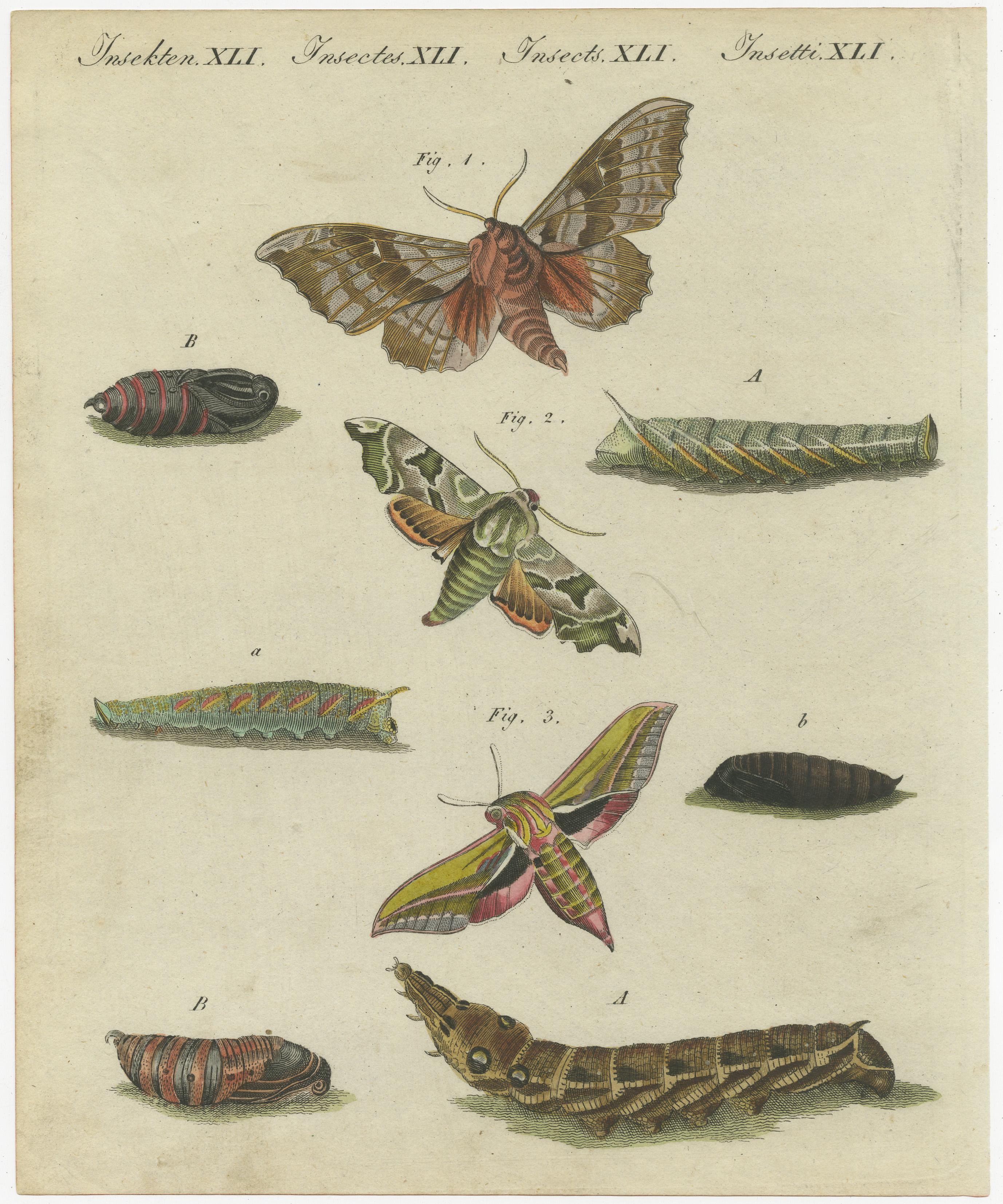 Hawk-Moths and Butterflies: Handkolorierte Gravuren, veröffentlicht 1805 (Graviert) im Angebot
