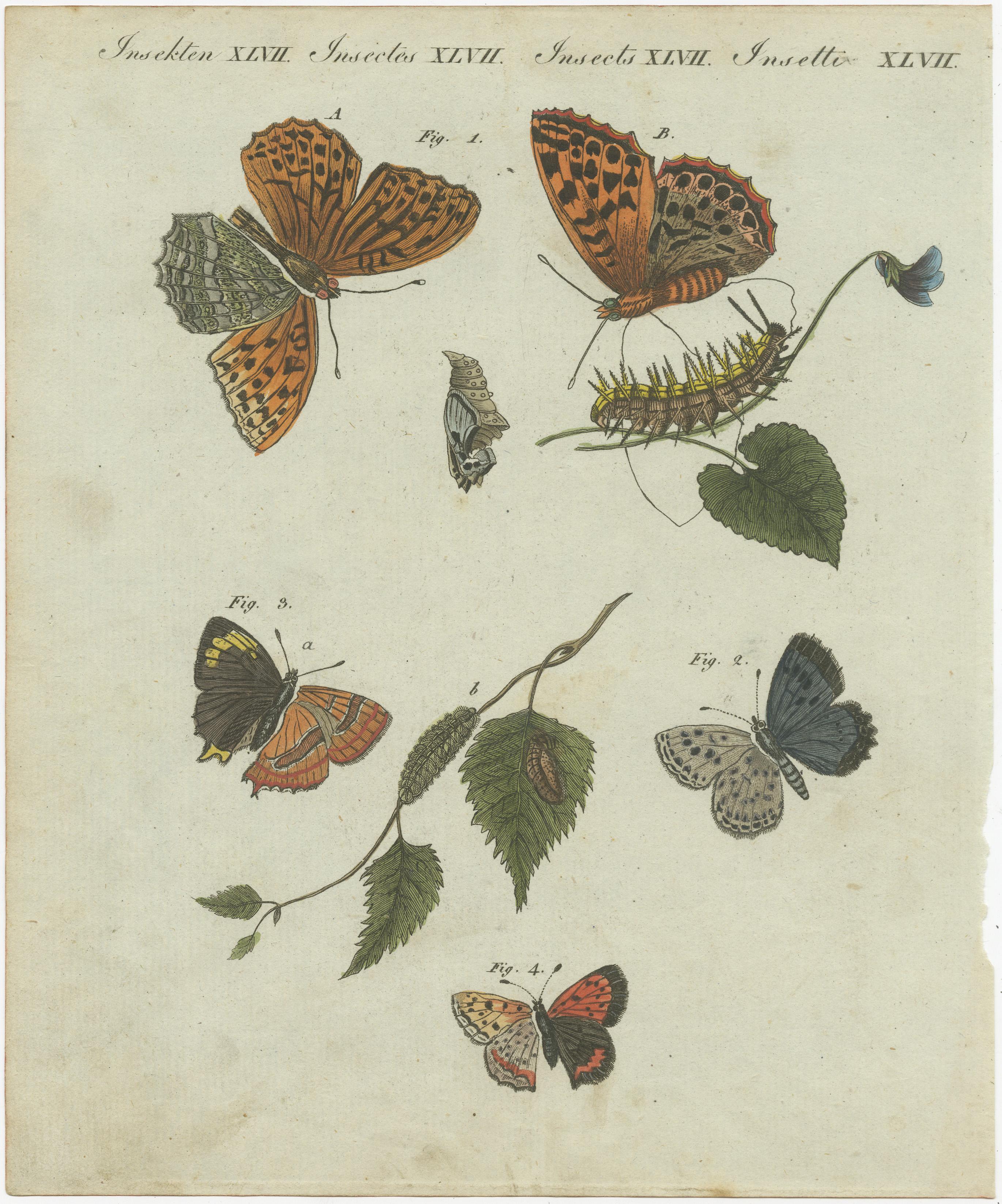 Hawk-Moths and Butterflies: Handkolorierte Gravuren, veröffentlicht 1805 im Zustand „Gut“ im Angebot in Langweer, NL