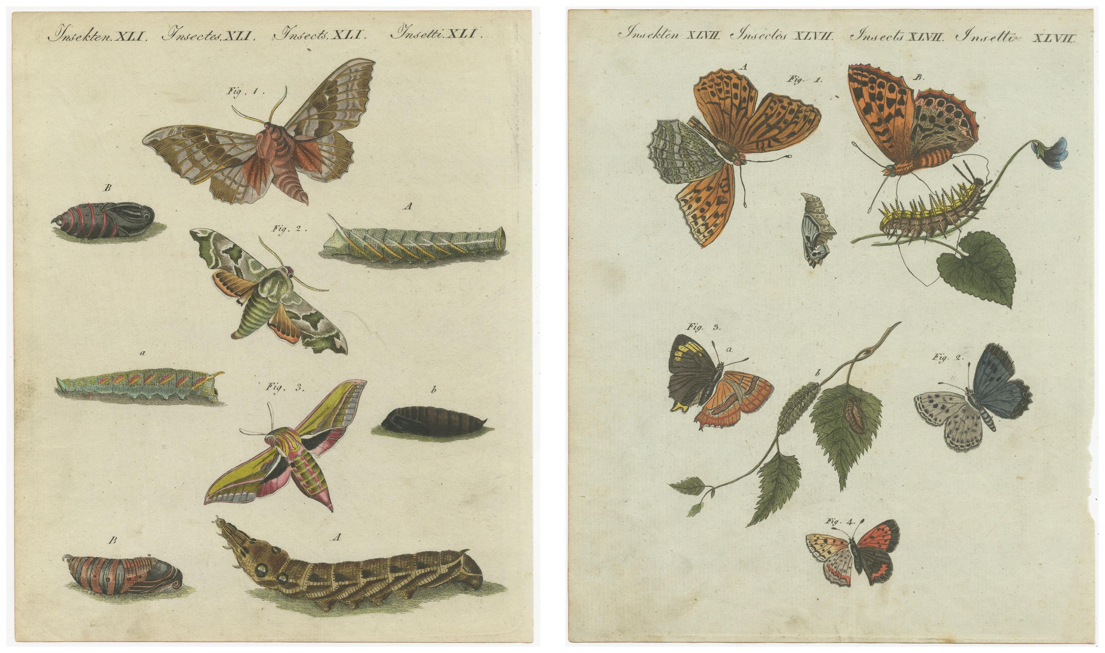 Hawk-Moths and Butterflies: Handkolorierte Gravuren, veröffentlicht 1805 (Frühes 19. Jahrhundert) im Angebot