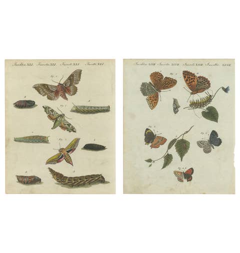 Hawk-Moths and Butterflies: Hand-Colored Engravings, Published in 1805