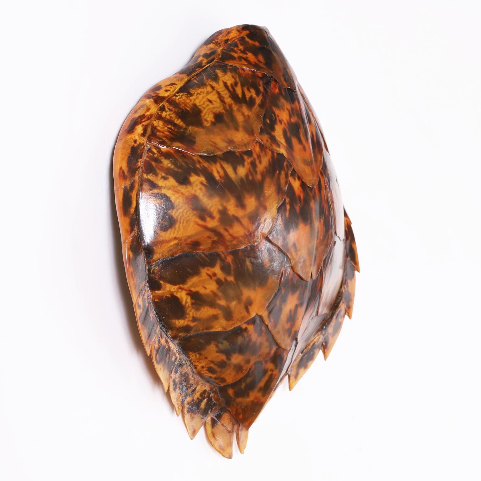 Rara e notevole conchiglia Hawksbill antica con i suoi iconici colori variegati e la sua caratteristica forma ispirata al mare.